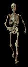 walking_skeleton.gif image by Moonmagic68